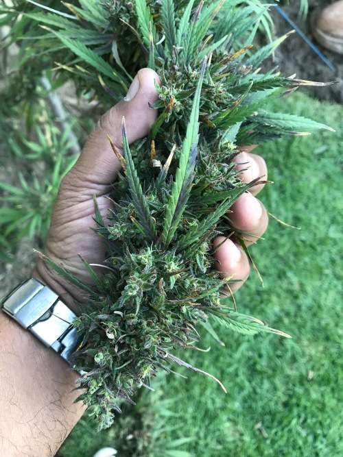 Cannabis Indica Seeds