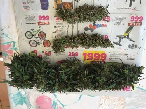 Cannabis Indica Seeds