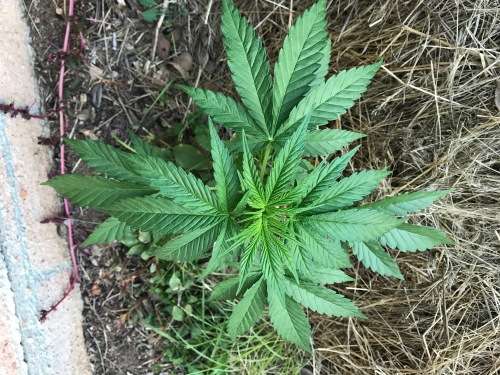 Cannabis Indica Seeds