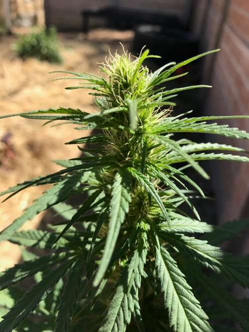 Cannabis Indica Seeds