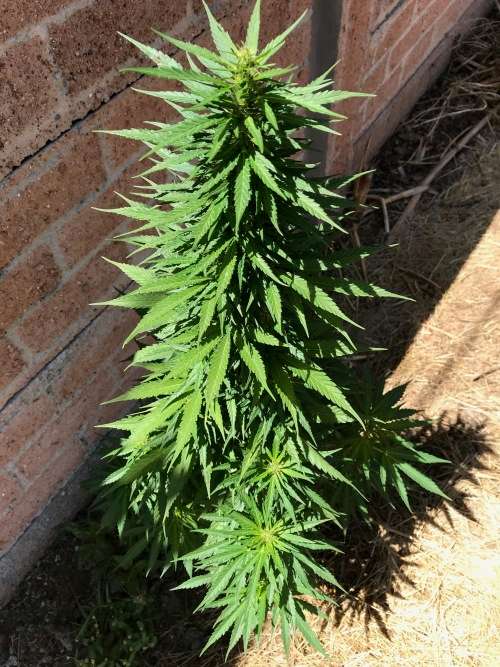 Cannabis Indica Seeds