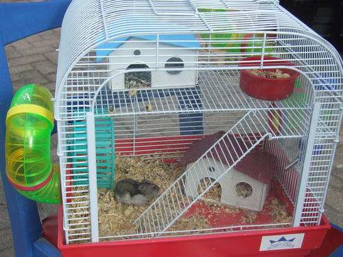 AWESOME MODERN HAMSTER CAGE