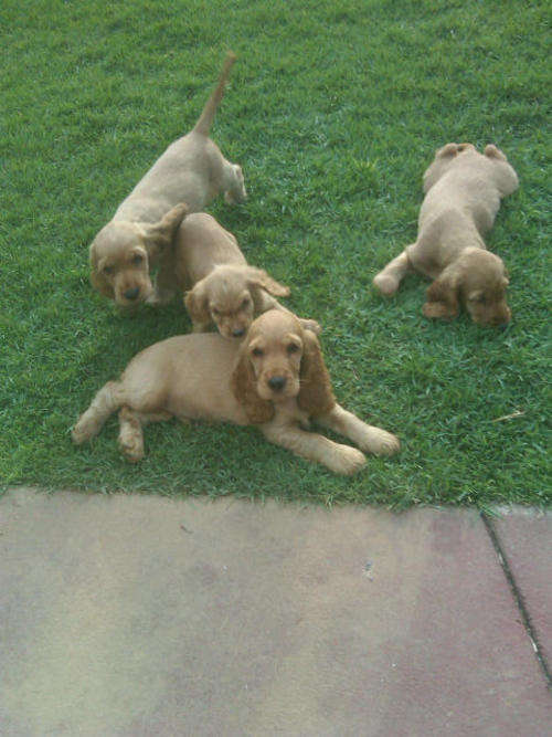 Cocker Spaniel Puppies Golden Brown