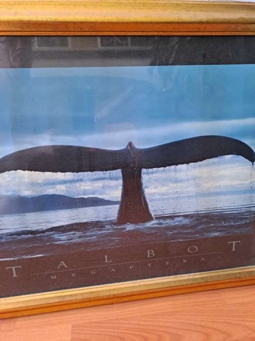 Talbot Megaptera,Whales tail,framed