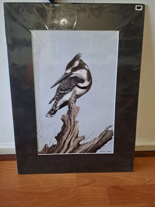 David Cubbin, Pied Kingfisher print
