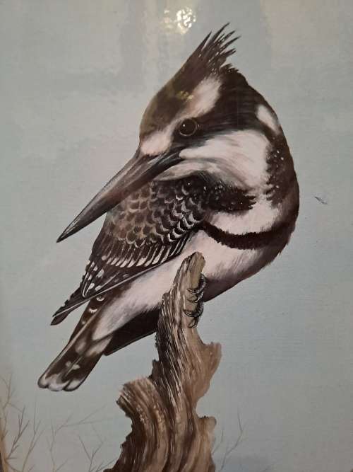 David Cubbin, Pied Kingfisher print