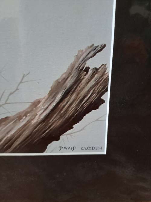 David Cubbin, Pied Kingfisher print