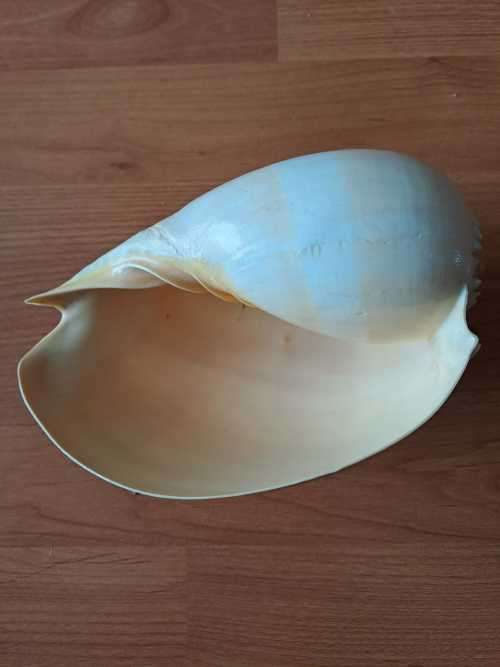 Large Yellow Sea Snail natural Conch Shell