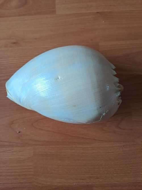 Large Yellow Sea Snail natural Conch Shell