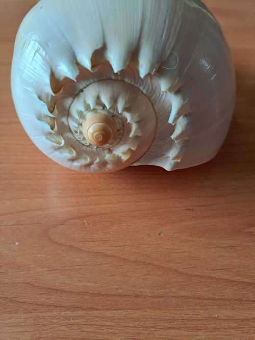 Large Yellow Sea Snail natural Conch Shell