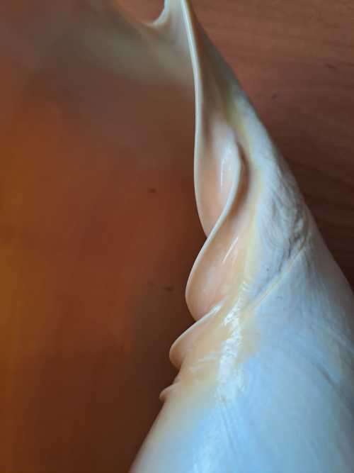 Large Yellow Sea Snail natural Conch Shell