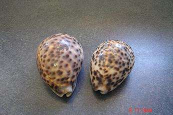 2 LOVELY COWRIE SHELLS