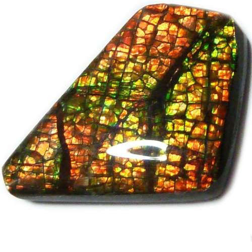 Ammolite~Rare  12.5ct Brilliant Green/yellow/red Natural Gem Ammolite/Ammonite Gemstone