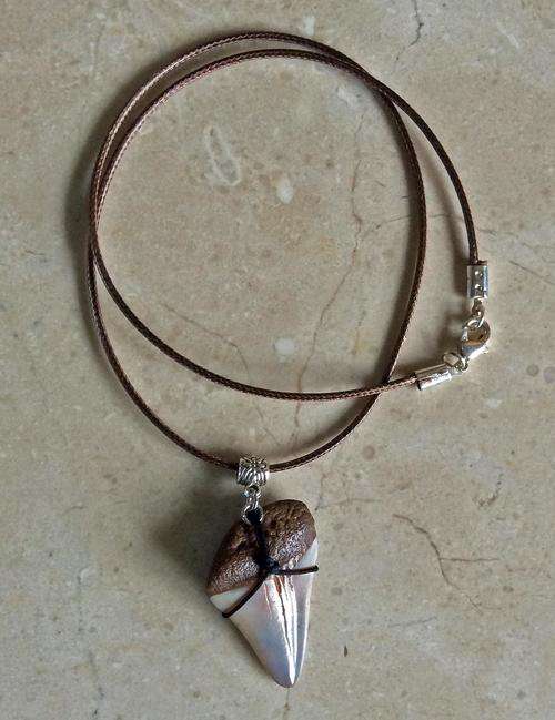 Necklace with shark tooth