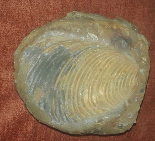 Fossil Clam