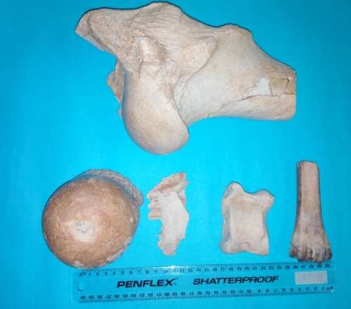 A Collection of Bones from Mastodon, African Mammoth etc.