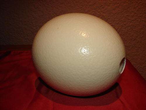 Clean Ostrich Egg No 2