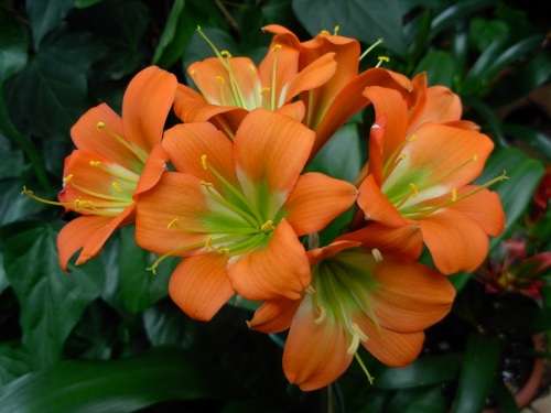 Clivia Bronze Seedlings 1 year old