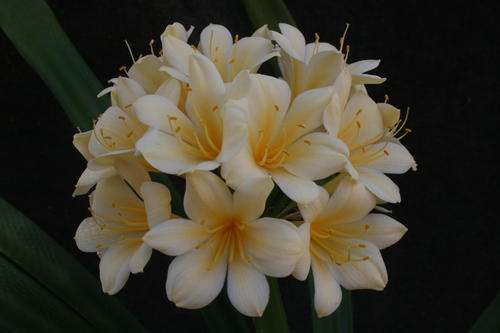 Yellow seedlings 1 year old