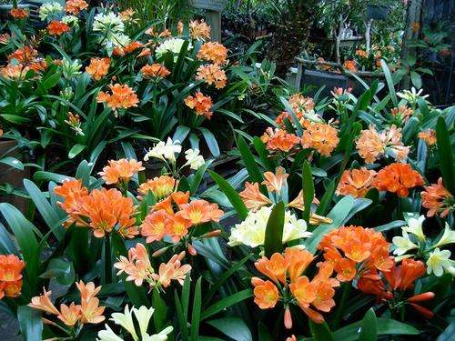 BARGAIN!  Mixed 2 year  old clivia seedlings