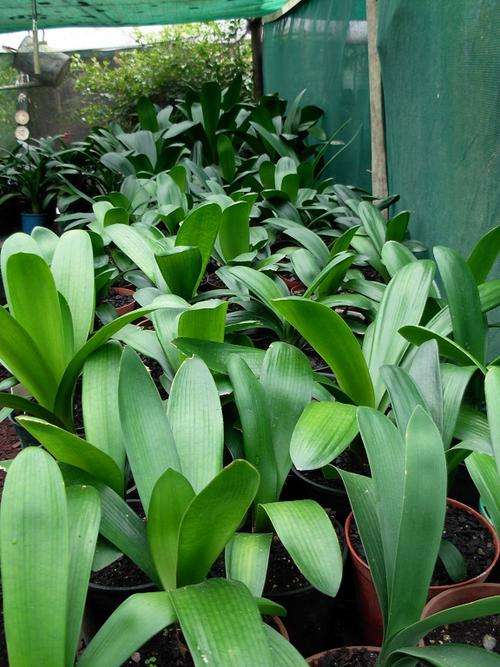 Broad leaf seedlings 1 year old