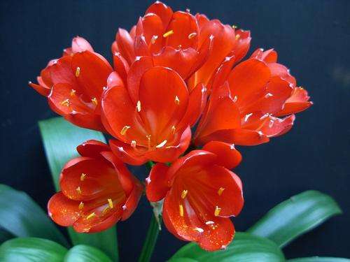 Red clivia seedlings one year old