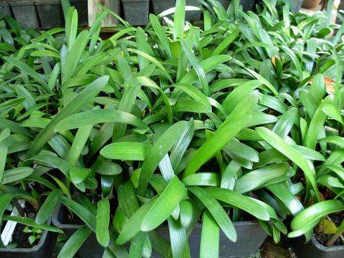 Clivia Seedlings mixed 2 years old