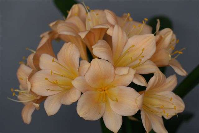 Peach clivia seedling crosses