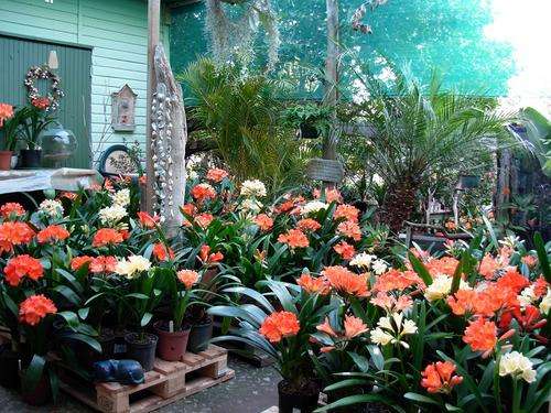 BARGAIN! Mixed clivia plants 3 year old