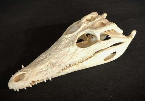 Crocodile Skull