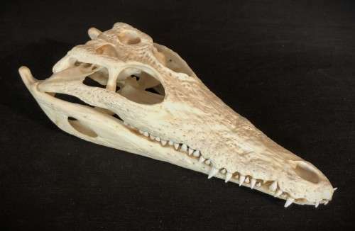 Crocodile Skull