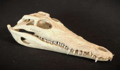 Crocodile Skull