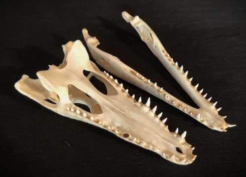 Crocodile Skull