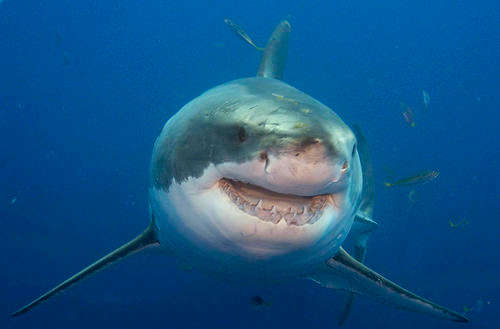 Shark Diving and Viewing Experience for 2