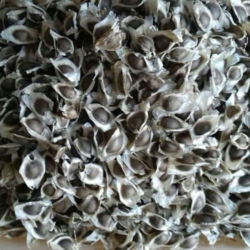 Moringa Seeds (per Kg )