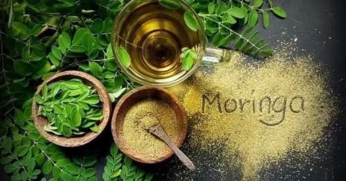 Moringa capsules