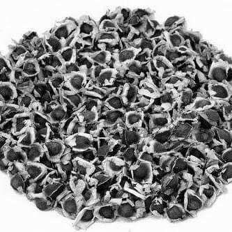Moringa Seeds , Bulk (1 Kg )