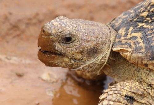 canon eos 100 - 400 mm l series lens f4.5 - 5.6 image stabilizer with 2 stabilizer functions