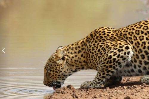 canon eos 100 - 400 mm l series lens f4.5 - 5.6 image stabilizer with 2 stabilizer functions