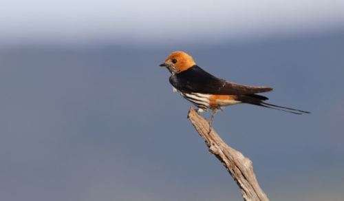 canon eos 100 - 400 mm l series lens f4.5 - 5.6 image stabilizer with 2 stabilizer functions