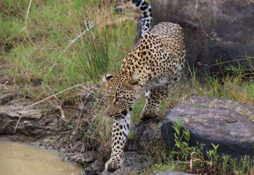 canon eos 100 - 400 mm l series lens f4.5 - 5.6 image stabilizer with 2 stabilizer functions