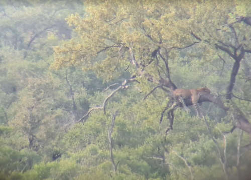 tasco 60x spotting scope