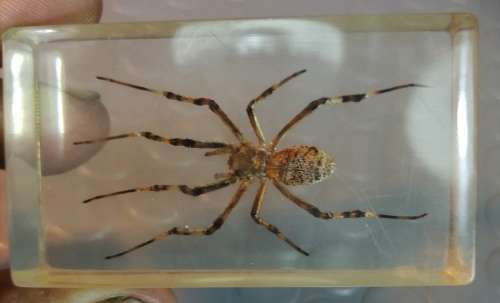 Real Wasp SPIDER, cast in resin paperweight