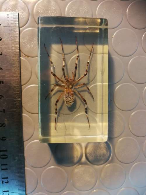 Real Wasp SPIDER, cast in resin paperweight