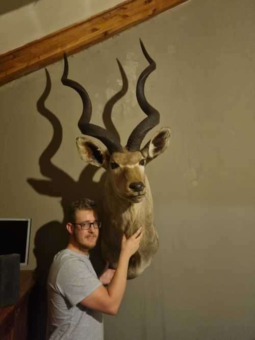 Absolutely Massive Kudu Trophy (Very good Condition)