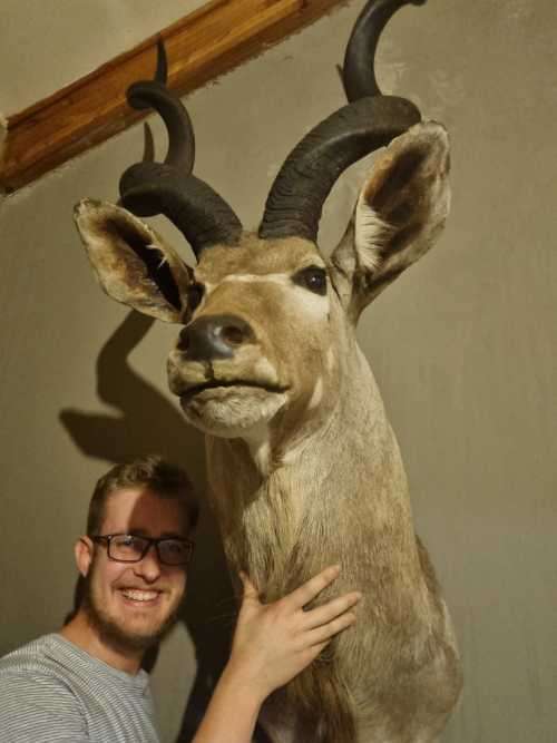 Absolutely Massive Kudu Trophy (Very good Condition)