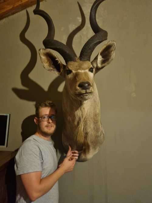 Absolutely Massive Kudu Trophy (Very good Condition)