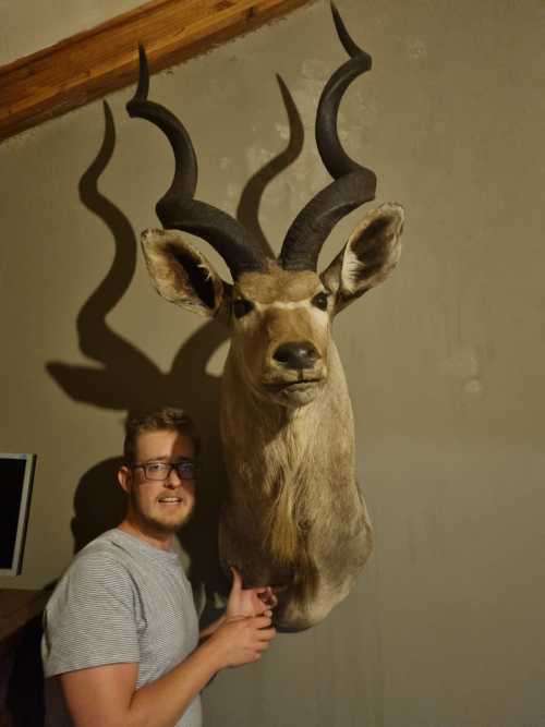 Absolutely Massive Kudu Trophy (Very good Condition)