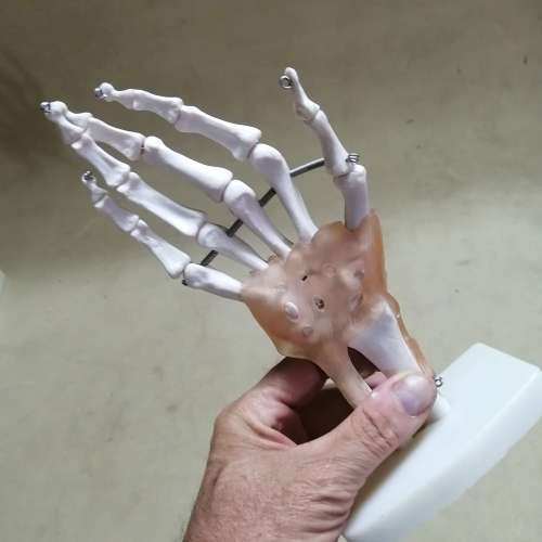 HAND JOINT  LIFE SIZE MODEL WITH LIGAMENTS