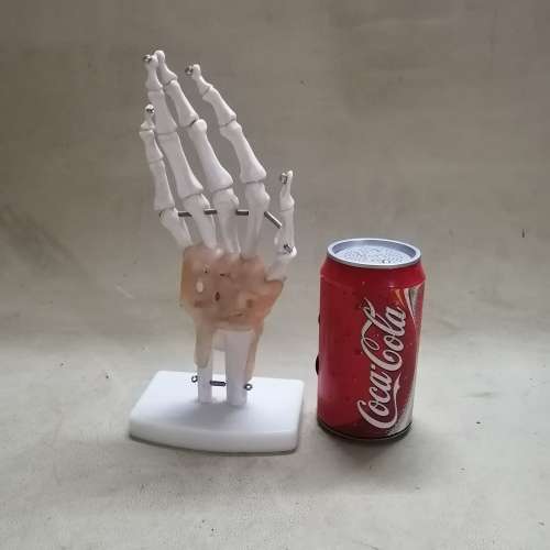 HAND JOINT  LIFE SIZE MODEL WITH LIGAMENTS